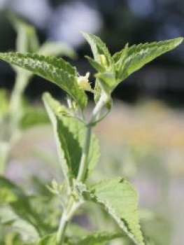 Gelbblütige Katzenminze, Nepeta govaniana, Topfware
