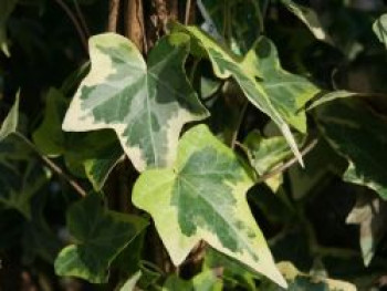 Gelbbunter Efeu &#8218;Goldchild&#8216;, 60-100 cm, Hedera helix &#8218;Goldchild&#8216;, Containerware