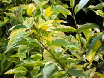 Gelbbunter Hartriegel &#8218;Gouchaultii&#8216;, 40-60 cm, Cornus alba &#8218;Gouchaultii&#8216;, Containerware