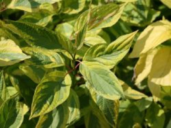 Gelbbunter Hartriegel 'Spaethii', 60-100 cm, Cornus alba 'Spaethii', Containerware