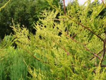 Gelbe Baumzypresse &#8218;Castlewellan Gold&#8216;, 125-150 cm, x Cupressocyparis leylandii &#8218;Castlewellan Gold&#8216;, Containerware