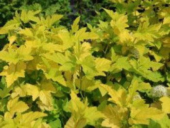 Gelbe Fasanenspiere &#8218;Luteus&#8216;, 60-100 cm, Physocarpus opulifolius &#8218;Luteus&#8216;, Containerware