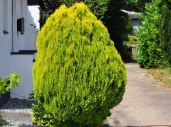 Gelbe Gartenzypresse 'Stardust', 30-40 cm, Chamaecyparis lawsoniana 'Stardust', Containerware