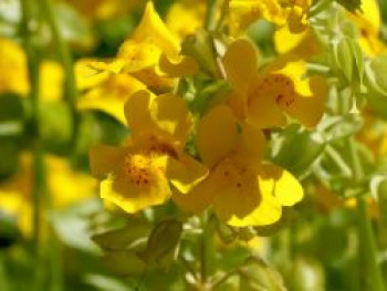 Gelbe Gauklerblume, Mimulus luteus, Topfware