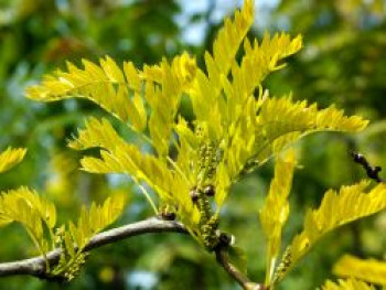 Amerikanische Gleditschie / Gold-Gleditschie 'Sunburst', 100-125 cm, Gleditsia triacanthos 'Sunburst', Containerware