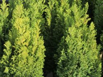 Gelbe Kegelzypresse / Mooszypresse / Scheinzypresse &#8218;Ellwood&#8217;s Gold&#8216;, 30-40 cm, Chamaecyparis lawsoniana &#8218;Ellwood&#8217;s Gold&#8216;, Containerware