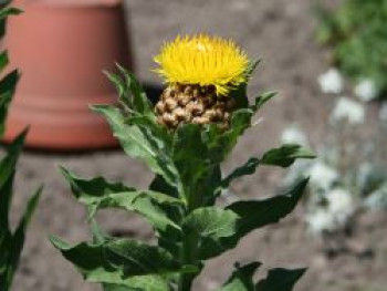 Gelbe Riesen-Flockenblume, Centaurea macrocephala, Topfware