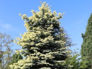 Gelbe Spanische Tanne &#8218;Aurea&#8216;, 30-40 cm, Abies pinsapo &#8218;Aurea&#8216;, Containerware