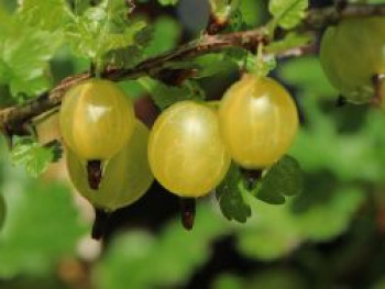 Gelbe Stachelbeere &#8218;Giggles® Gold&#8216;, Ribes uva-crispa &#8218;Giggles® Gold&#8216;, Topfware