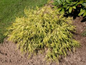 Gelbe Zwerg-Fadenzypresse &#8218;Sungold&#8216; ®, 20-25 cm, Chamaecyparis pisifera &#8218;Sungold&#8216; ®, Containerware