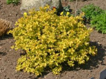 Gelbe Zwergspiere / Japanspiere &#8218;Golden Princess&#8216;, 10-20 cm, Spiraea japonica &#8218;Golden Princess&#8216;, Containerware