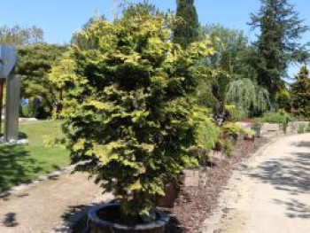 Gelbe Zwergzypresse &#8218;Fernspray Gold&#8216;, 20-30 cm, Chamaecyparis obtusa &#8218;Fernspray Gold&#8216;, Containerware