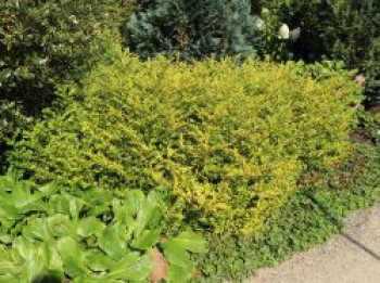 Gelber Bergilex &#8218;Golden Gem&#8216; / Gelbe Japanstechpalme &#8218;Golden Gem&#8216;, 20-25 cm, Ilex crenata &#8218;Golden Gem&#8216;, Containerware