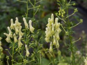 Hahnenfußblättriger Eisenhut, Aconitum lycoctonum subsp. neapolitanum, Topfware