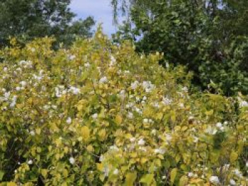 Gelber Europäischer Pfeifenstrauch &#8218;Aureus&#8216; / Bauernjasmin &#8218;Aureus&#8216;, 10-20 cm, Philadelphus coronarius &#8218;Aureus&#8216;, Topfware