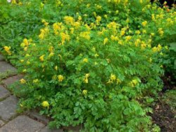 Gelber Lerchensporn, Corydalis lutea, Topfware