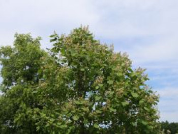 Gelber Trompetenbaum, 30-40 cm, Catalpa ovata, Topfware