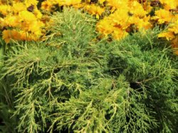 Gelber Wacholder &#8218;Old Gold&#8216;, 15-20 cm, Juniperus media &#8218;Old Gold&#8216;, Containerware