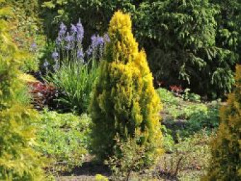 Gelber Zwerg-Lebensbaum &#8218;Aurea Nana&#8216;, 20-30 cm, Thuja orientalis &#8218;Aurea Nana&#8216;, Containerware