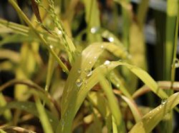 Gelbes Flattergras &#8218;Aureum&#8216;, Milium effusum &#8218;Aureum&#8216;, Topfware