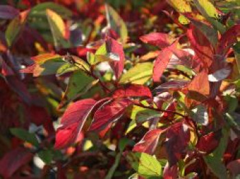 Gelbholz-Hartriegel / Seidiger Hartriegel 'Firedance', 80-100 cm, Cornus sericea 'Firedance', Containerware