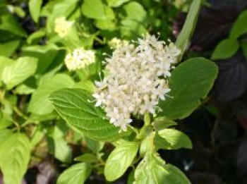 Gelbholz Hartriegel / Seidiger Hartriegel 'Flaviramea', 100-150 cm, Cornus sericea 'Flaviramea', Containerware