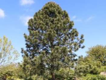 Gelbkiefer / Kiefer, 10-20 cm, Pinus ponderosa, Topfware