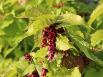 Gelblaubige Leycesterie 'Golden Lanterns', 40-60 cm, Leycesteria formosa 'Golden Lanterns', Containerware