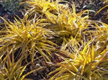 Wald-Hainsimse / Wald-Marbel 'Wintergold' ®, Luzula sylvatica 'Wintergold' ®, Topfware