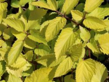 Gelblaubige Stauden-Aralie 'Sun King' ®, Aralia cordata 'Sun King' ®, Topfware