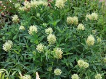 Blassgelber Klee, Trifolium ochroleucon, Topfware