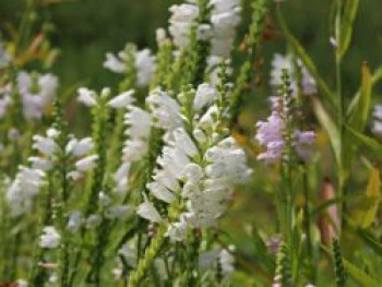 Virginische Gelenkblume 'Alba', Physostegia virginiana 'Alba', Topfware