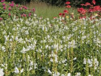 Gelenkblume &#8218;Crystal Peak White&#8216;, Physostegia virginiana &#8218;Crystal Peak White&#8216;, Topfware