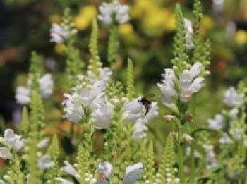 Gelenkblume &#8218;Summer Snow&#8216;, Physostegia virginiana &#8218;Summer Snow&#8216;, Topfware