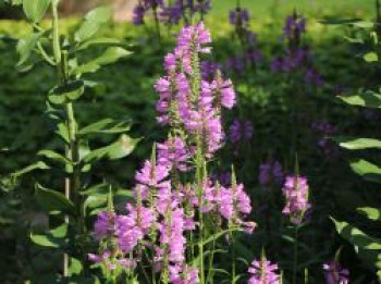 Gelenkblume &#8218;Summerspire&#8216;, Physostegia virginiana &#8218;Summerspire&#8216;, Topfware