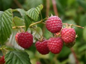 Gemeine Himbeere / Wildhimbeere, 60-100 cm, Rubus idaeus, Containerware