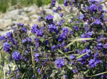 Gemeine Ochsenzunge, Anchusa officinalis, Topfware