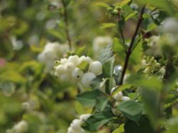 Gemeine Schneebeere / Knallerbsenstrauch, 40-60 cm, Symphoricarpos albus var. laevigatus, Containerware