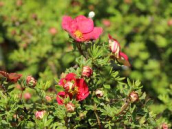 Gemeiner Fingerstrauch &#8218;Danny Boy&#8216;, Potentilla fruticosa &#8218;Danny Boy&#8216;, Containerware