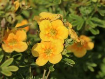 Gemeiner Fingerstrauch &#8218;Mango Tango&#8216;, Potentilla fruticosa &#8218;Mango Tango&#8216;, Topfware