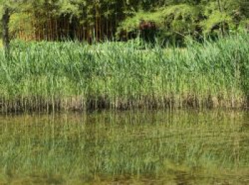 Gemeines Schilfrohr, Phragmites australis, Topfware