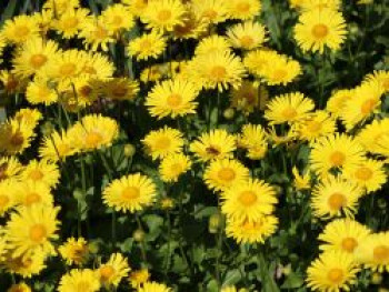 Gemswurz &#8218;Magnificum&#8216;, Doronicum orientale &#8218;Magnificum&#8216;, Topfware