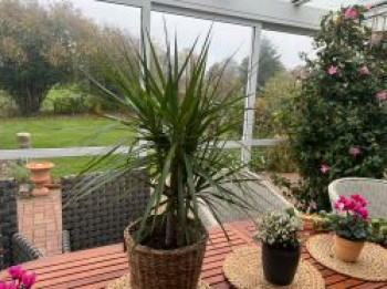 Gerandeter Drachenbaum / Schmalblättriger Drachenbaum, Dracaena reflexa var. angustifolia, Containerware