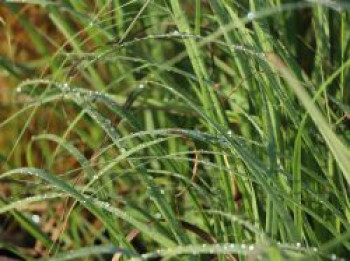 Gerards Blauhalm, Andropogon gerardii, Topfware