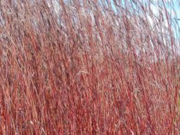 Gerards Blauhalm &#8218;Red October&#8216;, Andropogon gerardii &#8218;Red October&#8216;, Topfware