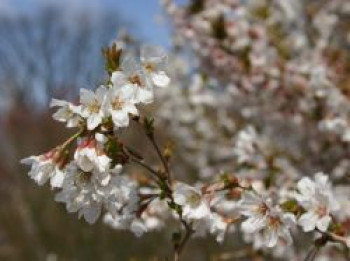 Geschlitzte Kirsche 'Kojou-no-mai', 30-40 cm, Prunus incisa 'Kojou-no-mai', Containerware