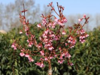 Geschlitzte Kirsche &#8218;Paean&#8216;, 30-40 cm, Prunus incisa &#8218;Paean&#8216;, Containerware