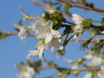 Geschlitzte Kirsche &#8218;Yamadei&#8216;, Stamm 40-50 cm, 60-80 cm, Prunus incisa &#8218;Yamadei&#8216;, Stämmchen