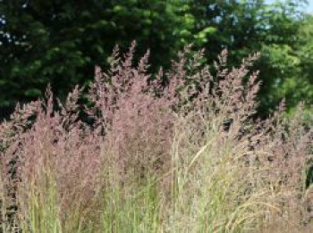 Gestreiftblättriges Reitgras &#8218;Overdam&#8216;, Calamagrostis x acutiflora &#8218;Overdam&#8216;, Containerware