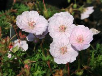 Gestreifter Storchschnabel, Geranium sanguineum var. striatum, Topfware